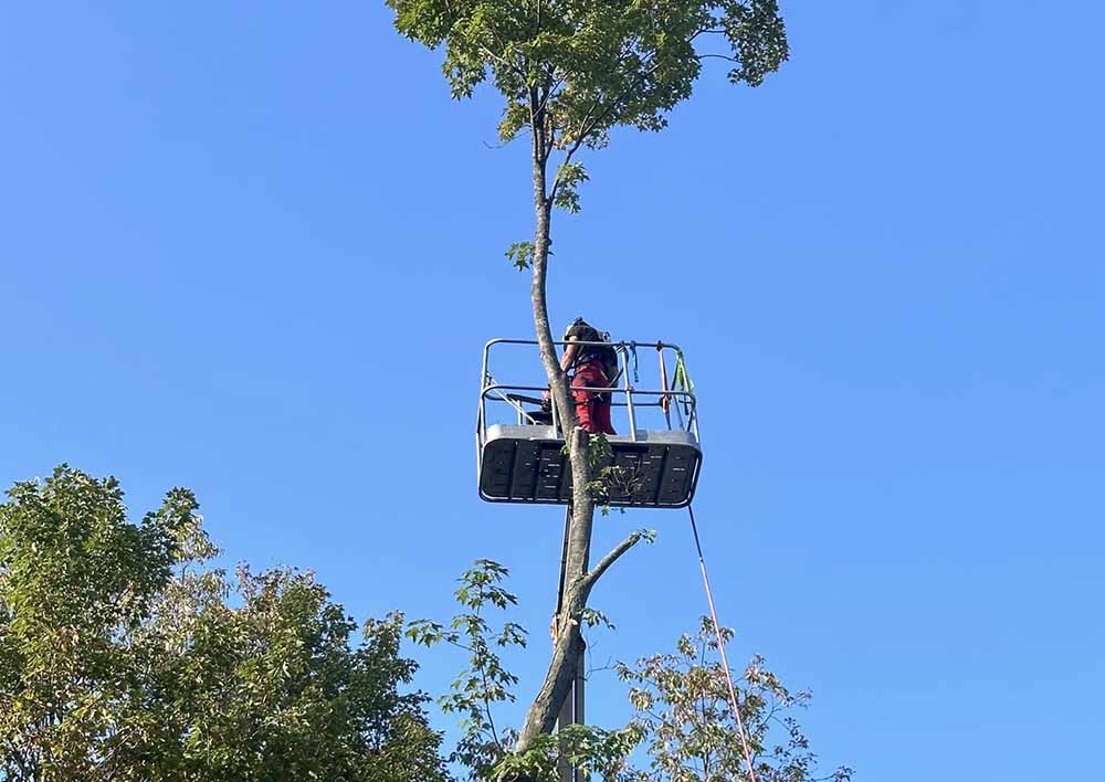 Tree Trimming (3) Tree Climbing Services